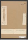 Clavicula polymorpa var. ? platycephala Grun. (de-Toni-Nr.: Genus 75, Species 2800) Zeichnungen Sammlung Grunow Nr. 5754 (NHMW-BOT-W0374144)
